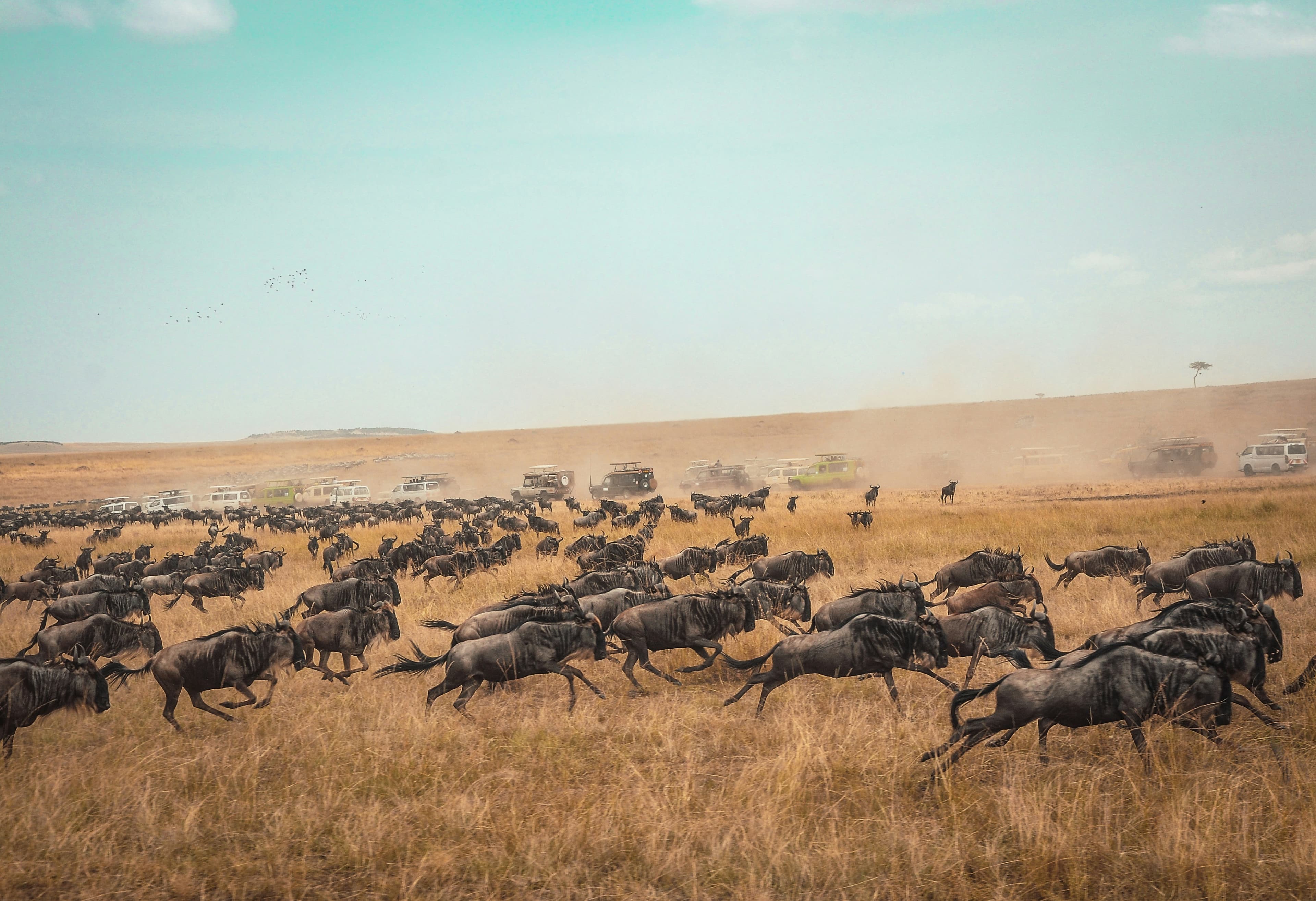 Maasai Mara — The Migration Window